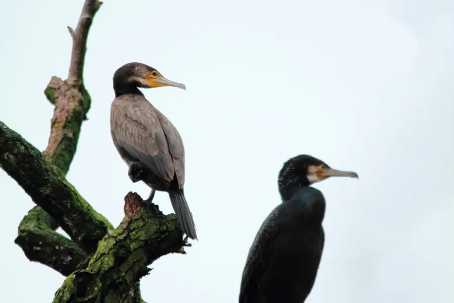 Djoudj National Bird Sanctuary