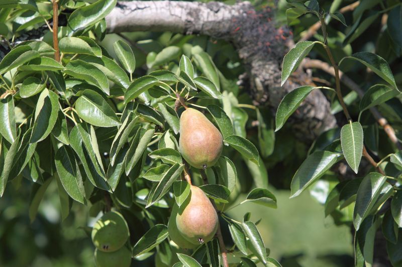 Tropical Fruit Farm