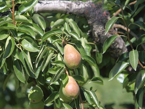 Tropical Fruit Farm