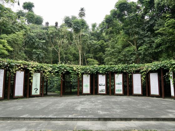 Guangxi Precious Tree Species Exhibition Garden