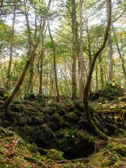 Aokigahara Forest