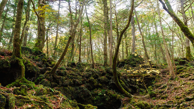 Aokigahara Forest