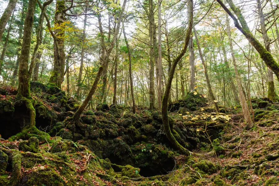 Aokigahara Forest