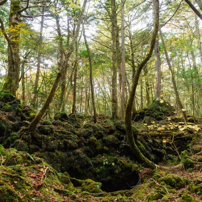 โรงแรมใกล้Kawaguchiko Music Forest Museum