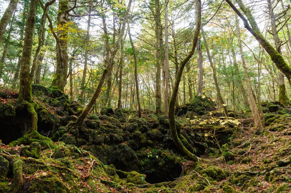 Hotel in zona Aokigahara Forest
