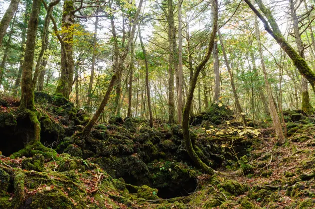 Hôtels à Yamanakako avec parking