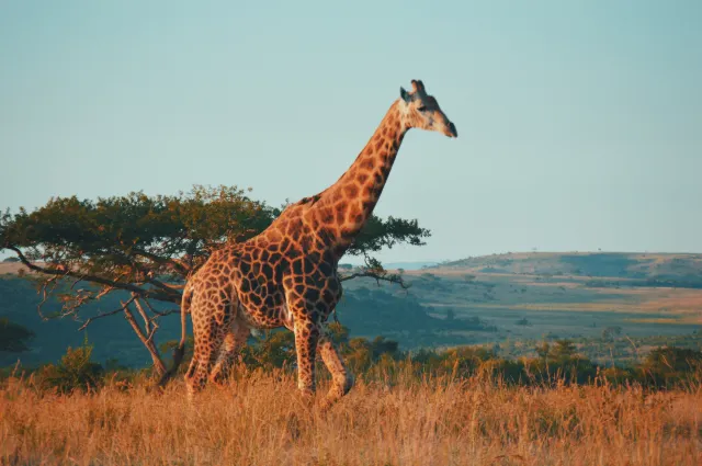 Entdecke die Natur in Südafrika