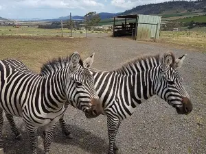 祖都野生動物公園