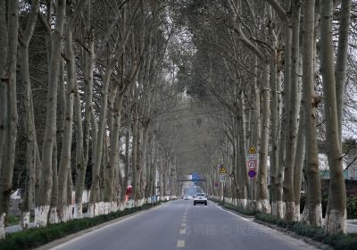 Chongqing Road