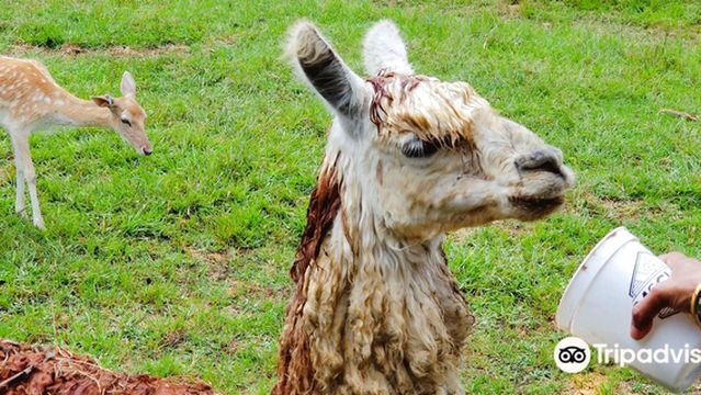 Cypress Point Resort