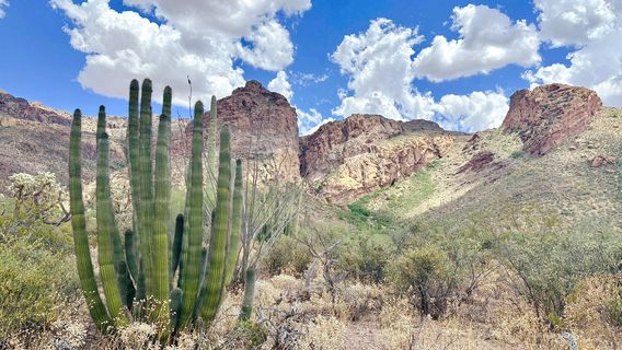 Organ Pipe Cactus National Monument
