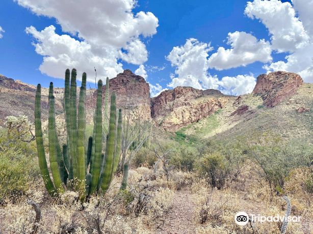 Organ Pipe Cactus National Monument