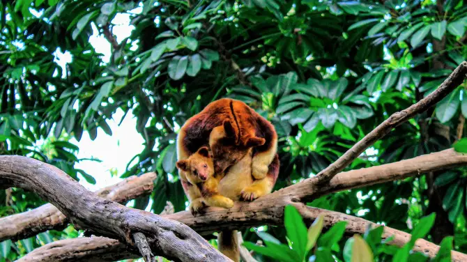 3_Perth Zoo