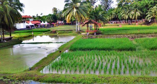 Muzium Laman Padi Attractions - Langkawi Travel Review -Travel 