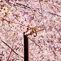 渋谷駅近くの桜坂