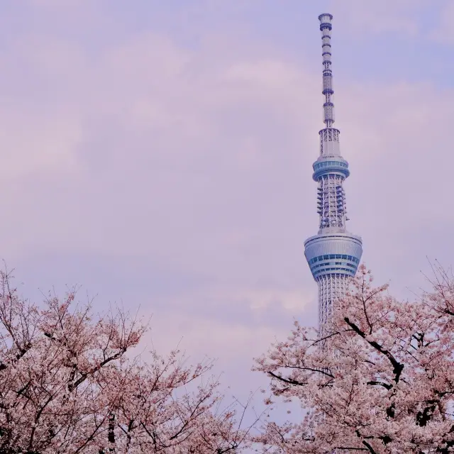 隅田川とスカイツリー、そして桜