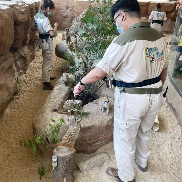 【 帶你探訪海洋公園非洲動物新星 】