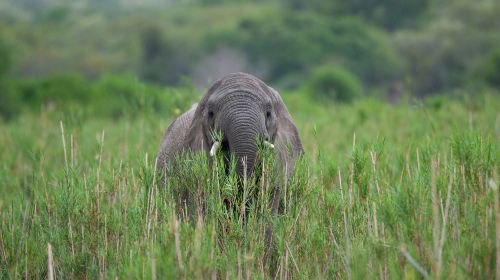 Pilanesberg National Park