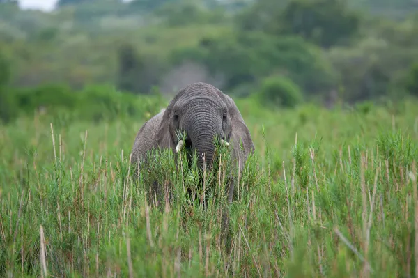 โรงแรมใกล้Little 5 Safaris