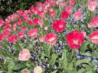 Tulip season in Jing’an 