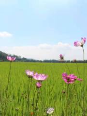 10-Mile Lotus Pond