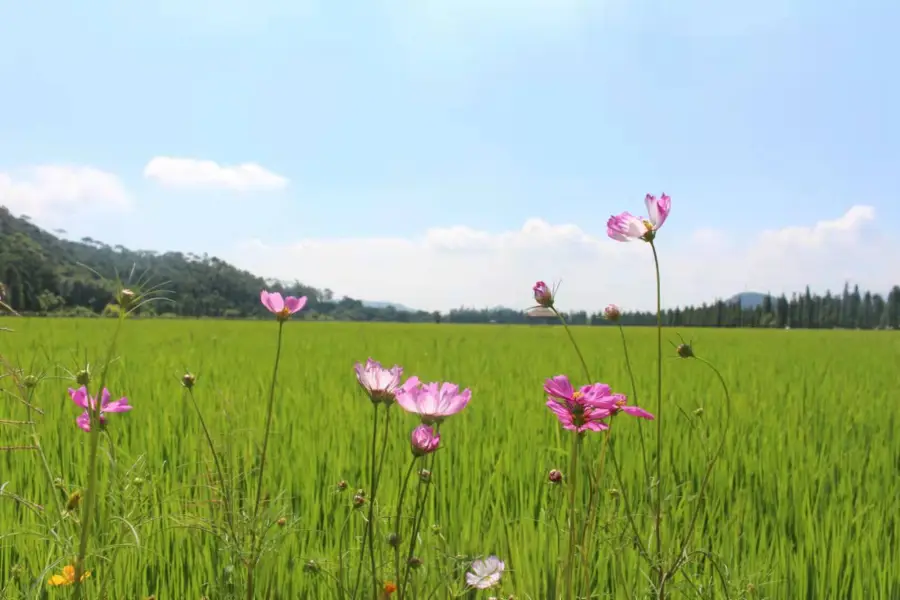 10-Mile Lotus Pond