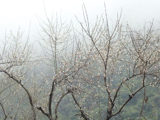 광동량화 국립 삼림 공원