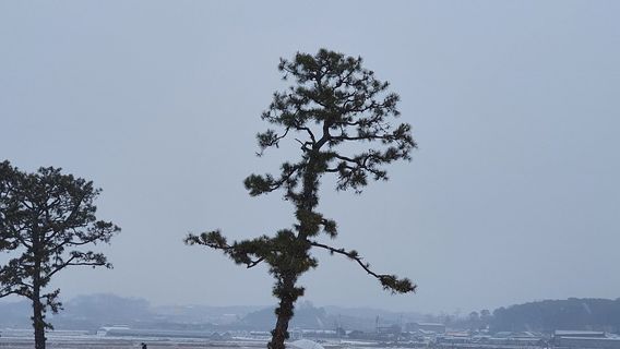 Cheong Ju