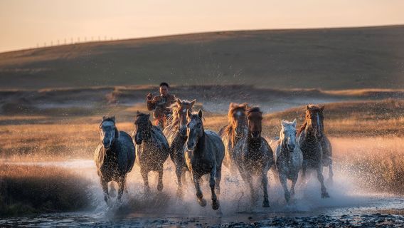 Horse Riding in Ulanqab