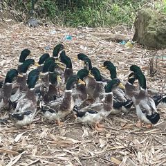 浩然农庄 User Photo