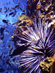 Blue Horizon Diving