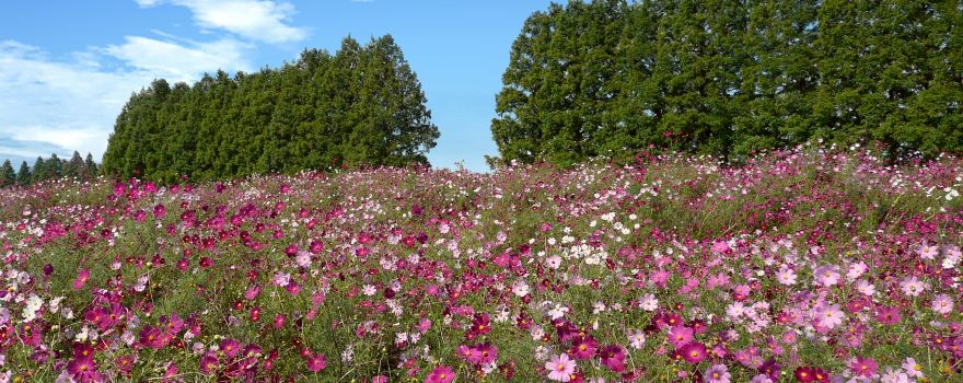 Ikoma Highlands