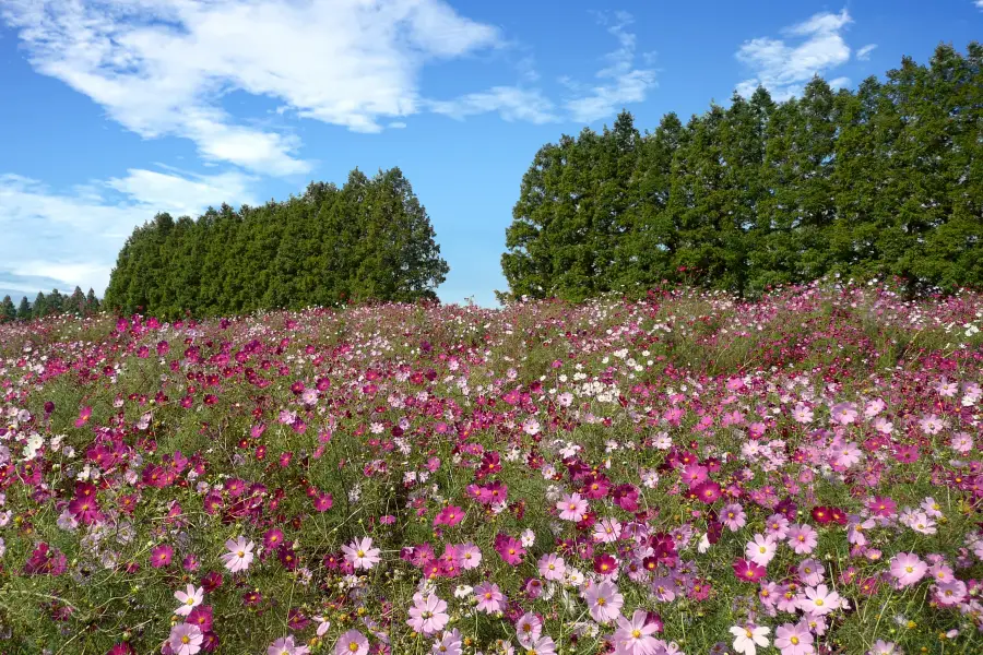 生駒高原