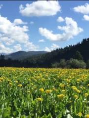 プダチョ花見海