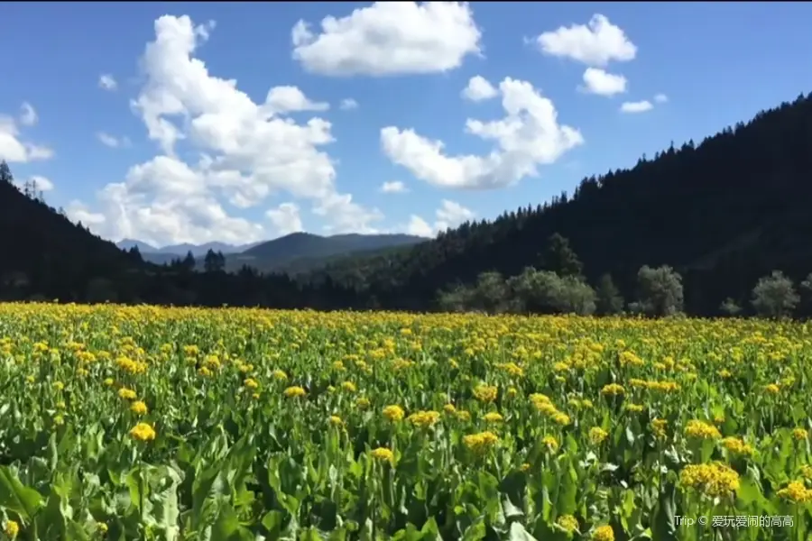 普達措賞花海