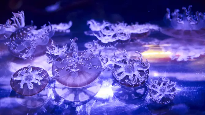 4_SEA LIFE Melbourne Aquarium