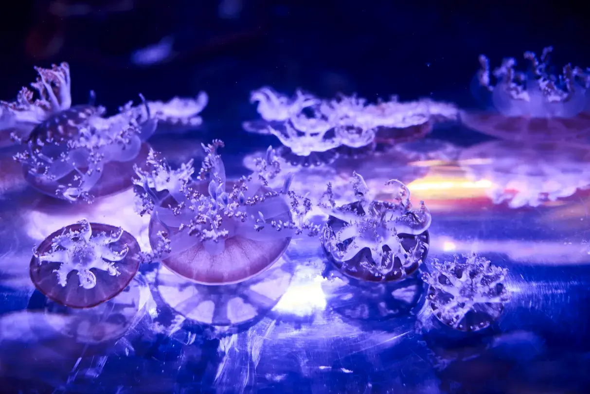 4_墨爾本水族館