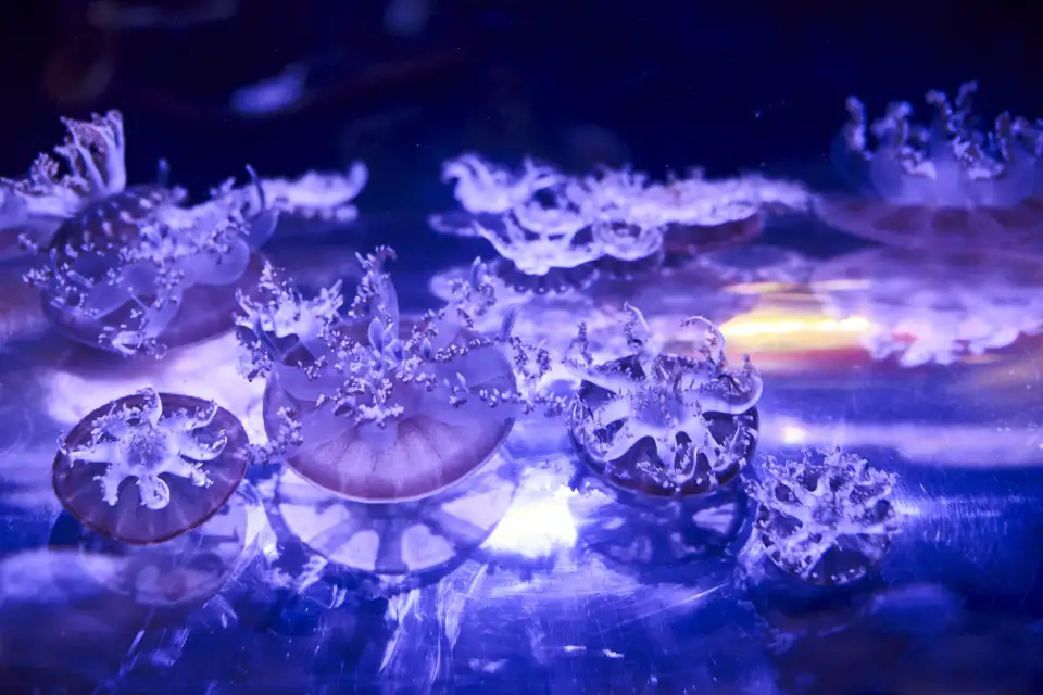 4_SEA LIFE Melbourne Aquarium