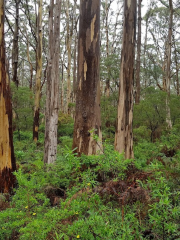 Forest Grove National Park