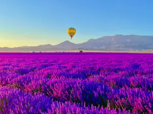 伊犁天山花海景區