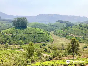 Pothamedu View Point