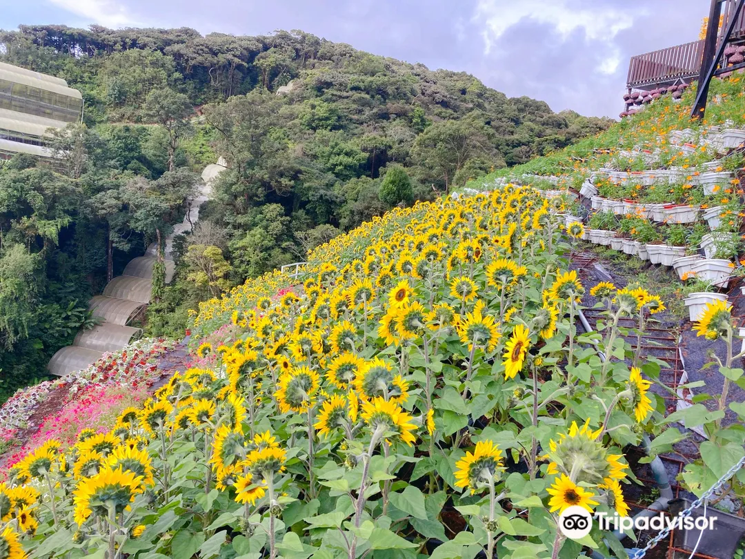 4_Cameron Highlands Flora Park