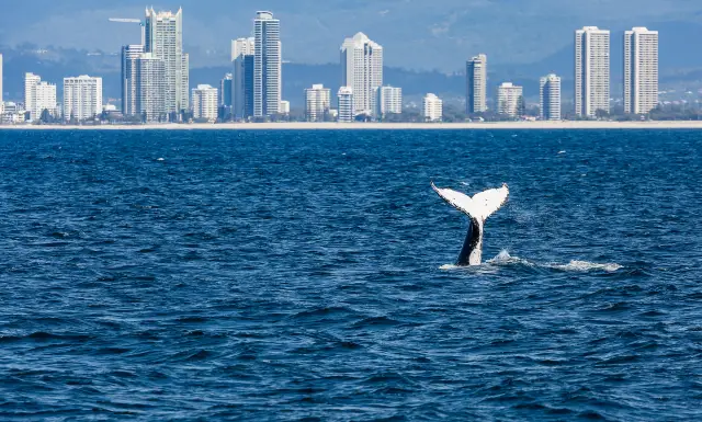Whale Watching At Sea in Gold Coast