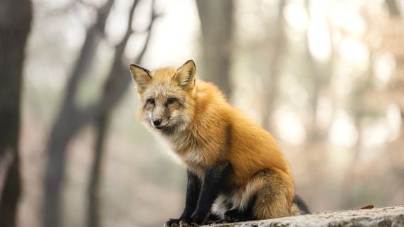 Wuhan University|Visit inside|Professional explanation|Campus Experience|Welcome to consult