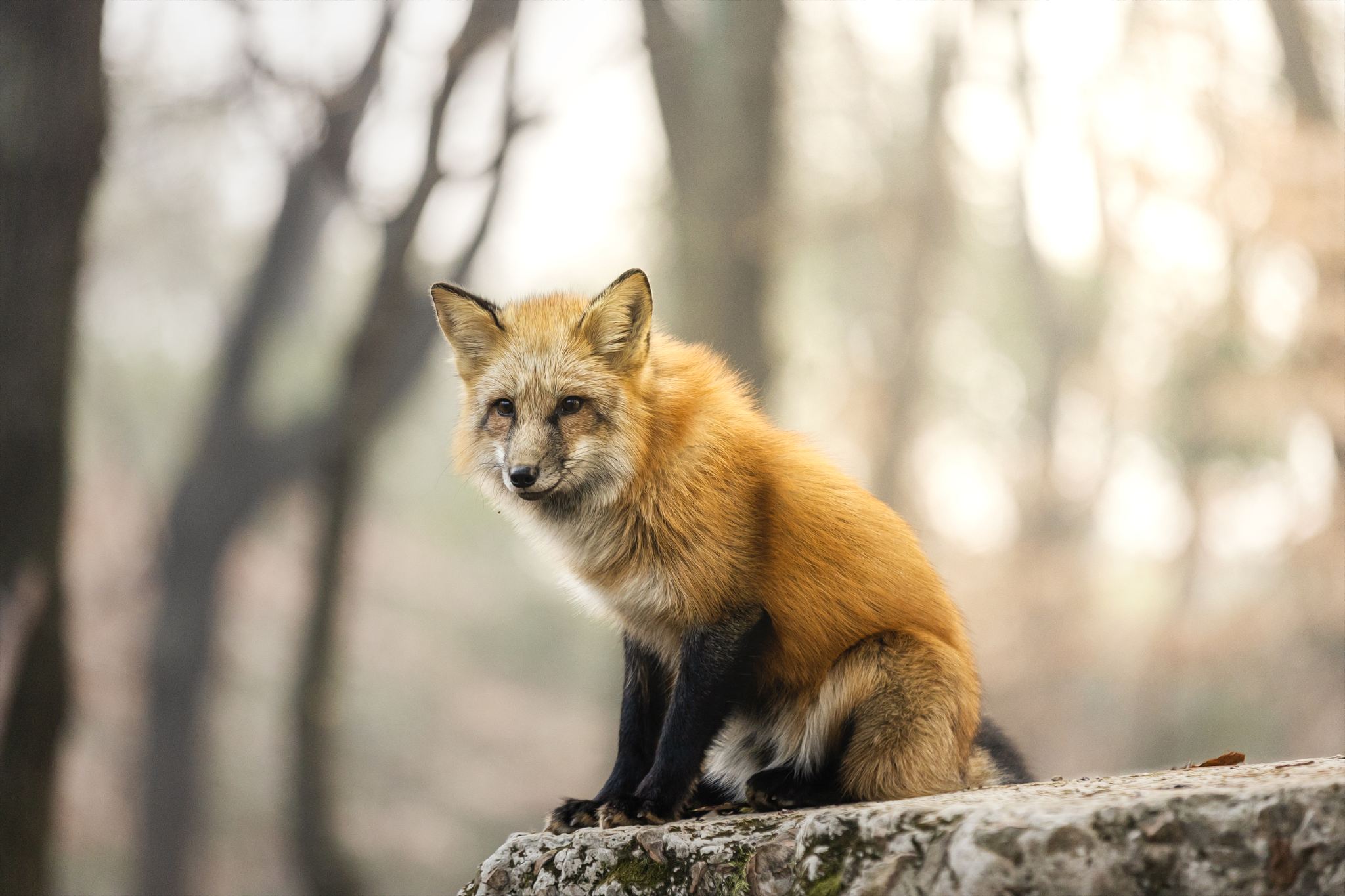 Università di Wuhan|Visita all'interno|visita guidata professionale|Esperienza universitaria|Benvenuto, come possiamo aiutarti?