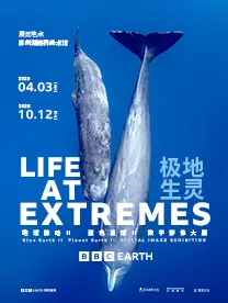 英國BBC EARTH 極地生靈數字影像大展 | 湖西界美術館