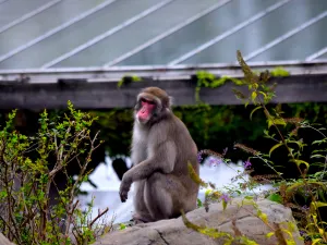 Central Park Zoo