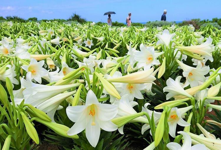 伊江島百合花節 | 伊江村