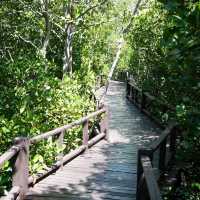 ป่าชายเลน วนอุทยานปราณบุรี