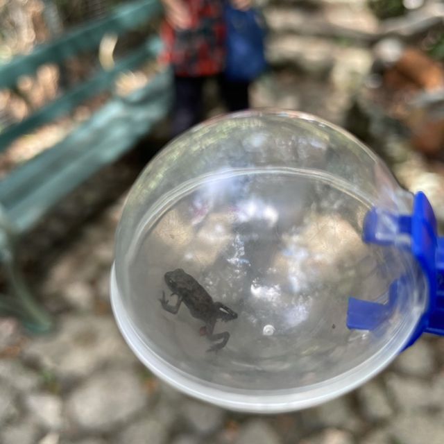 Kadoorie Farm